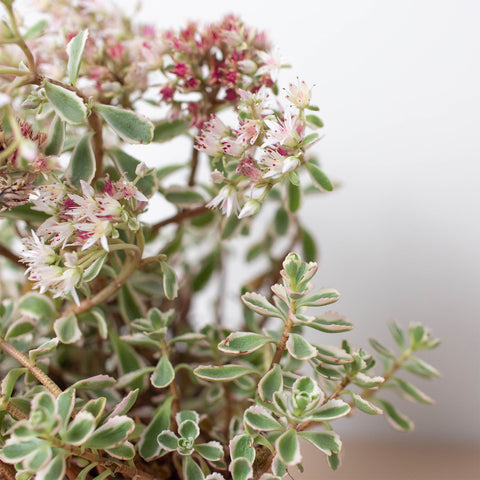 Sedum Tricolor, additional product view 2