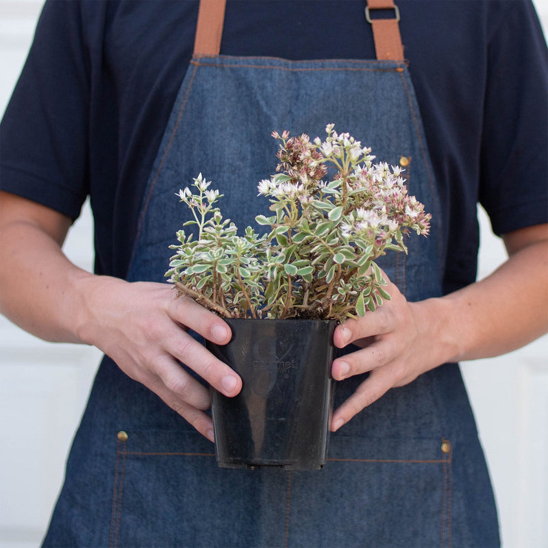 Load image into Gallery viewer, Sedum Tricolor
