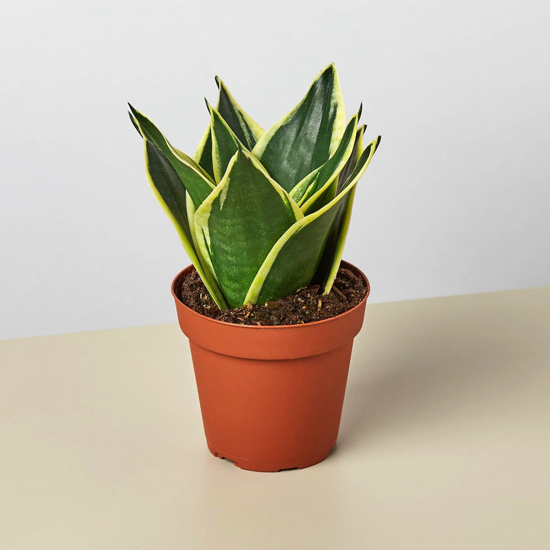 Load image into Gallery viewer, Snake Plant 'Black Gold'
