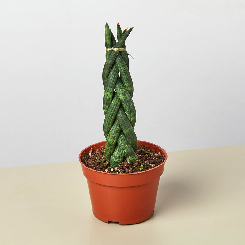 Load image into Gallery viewer, Snake Plant 'Braided'
