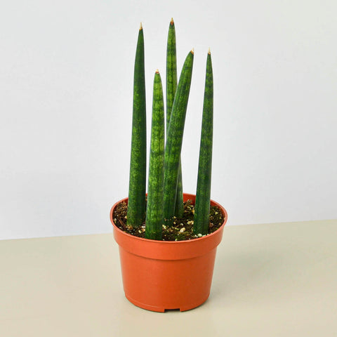 Snake Plant Cylindrica