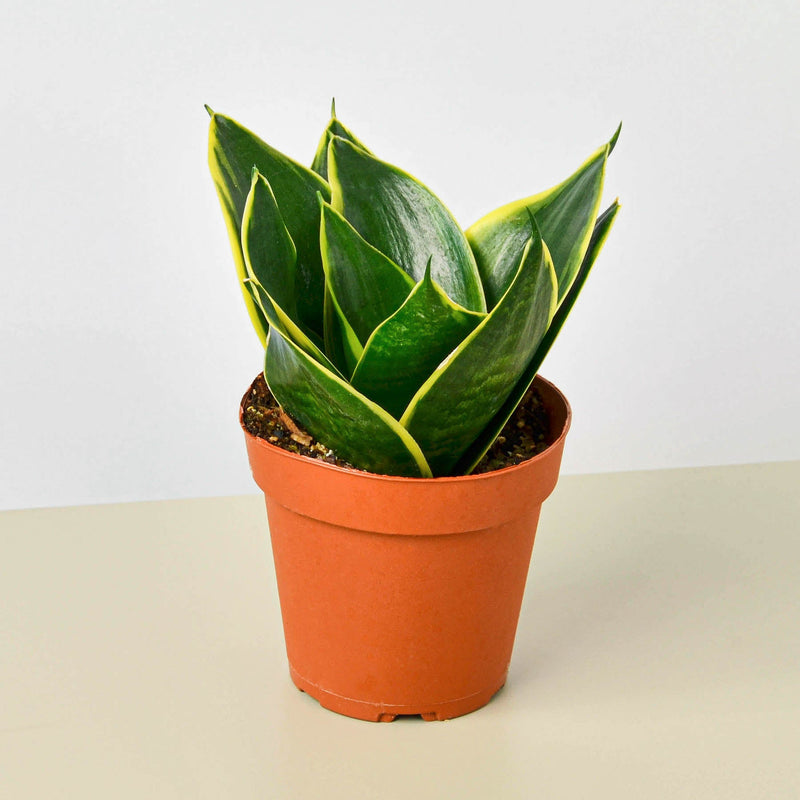 Load image into Gallery viewer, Snake Plant 'Emerald Star'
