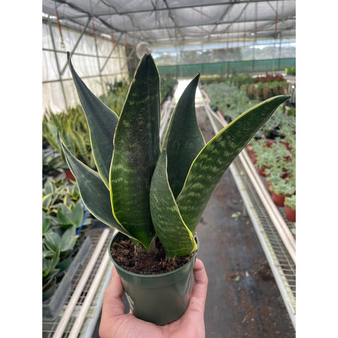 Snake 'Fabi', additional product view 2