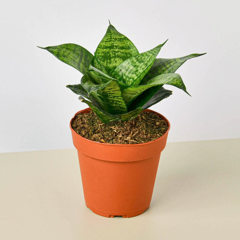 Load image into Gallery viewer, Snake Plant 'Forest Star'
