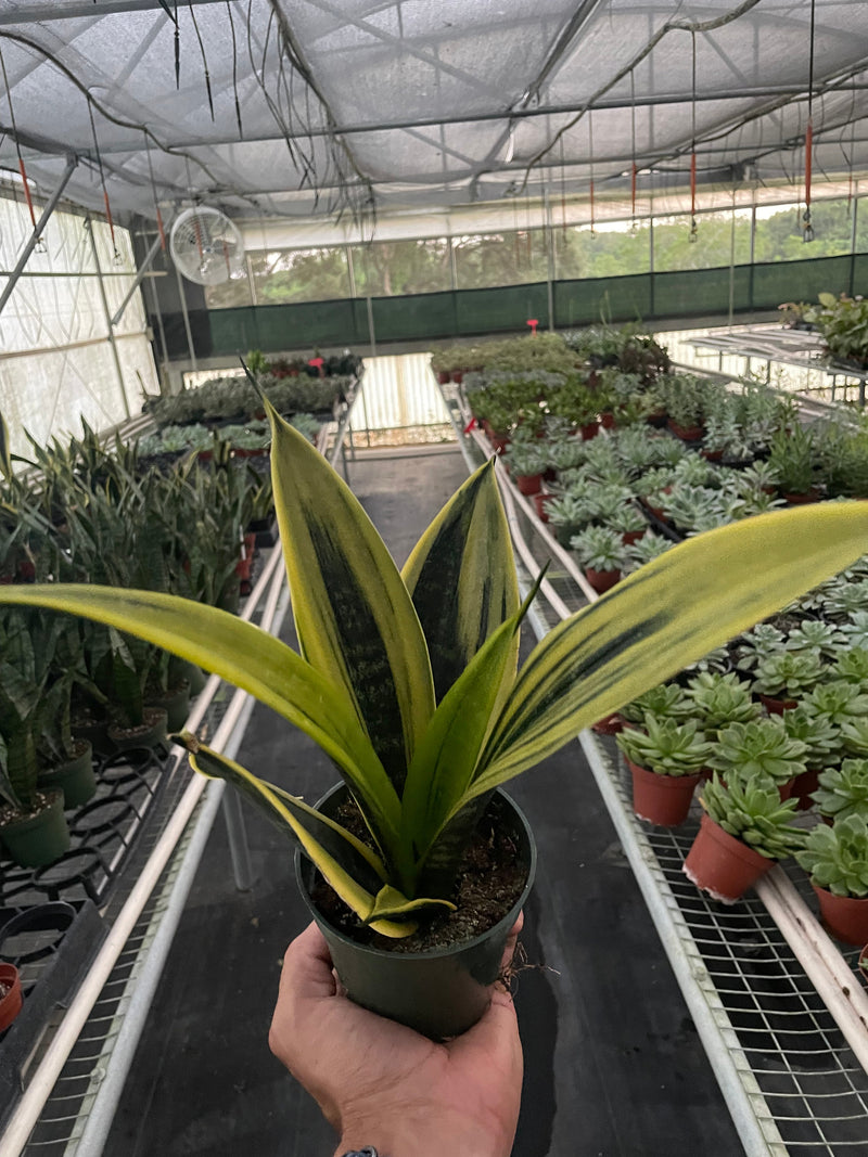 Load image into Gallery viewer, Snake Plant 'Gold Flame'
