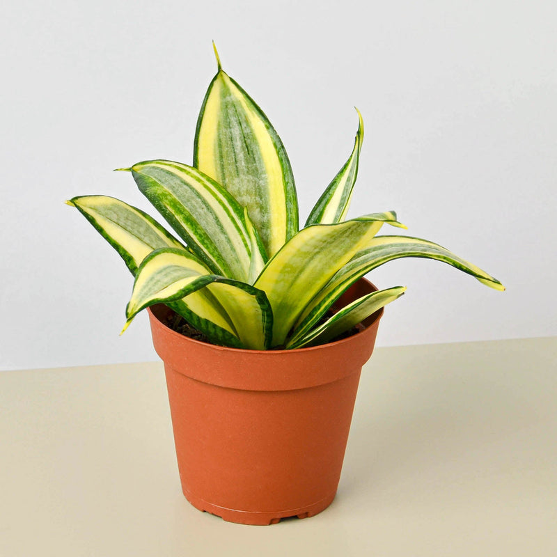 Load image into Gallery viewer, Snake Plant 'Gold Hahnii'
