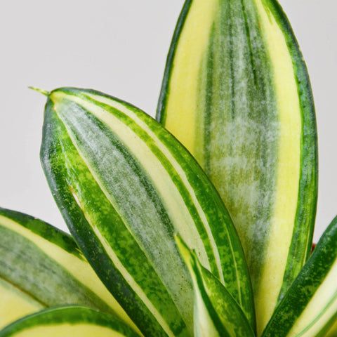 Snake Plant 'Gold Hahnii', additional product view 2