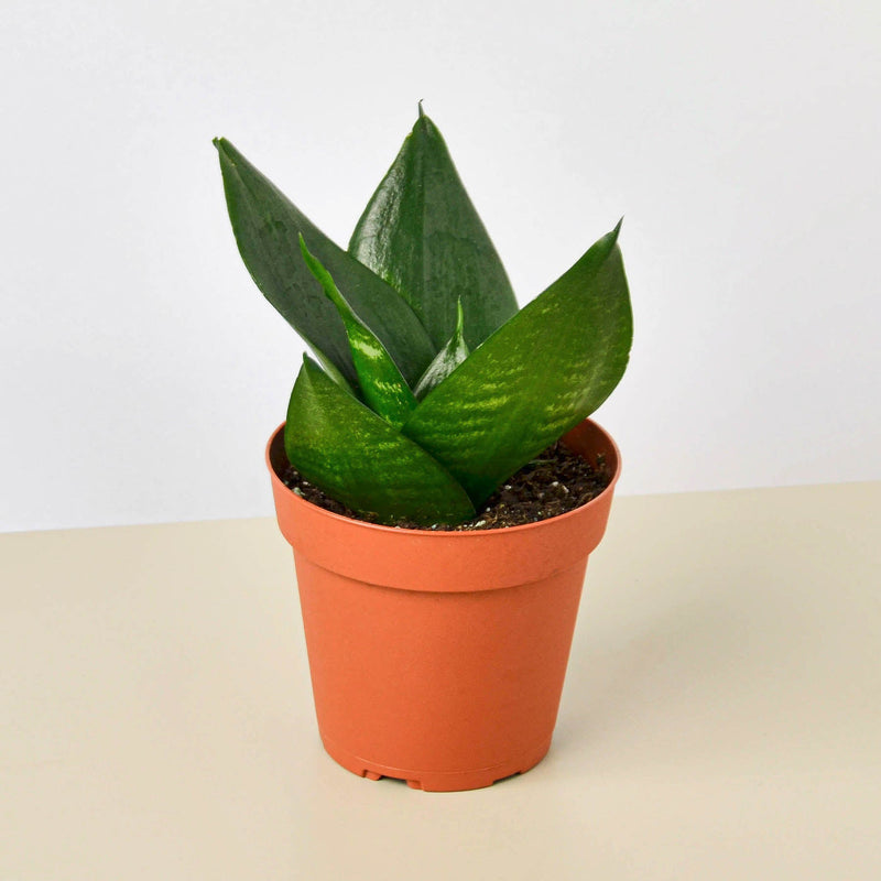 Load image into Gallery viewer, Snake Plant 'Jade'
