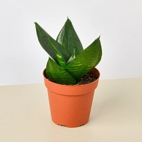Snake Plant Jade