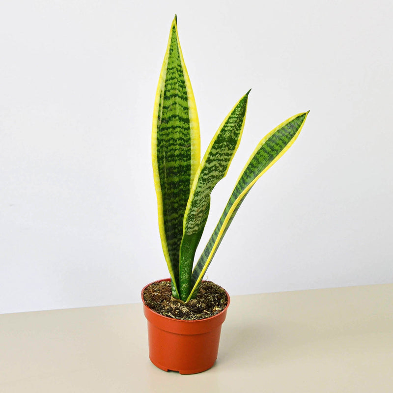 Load image into Gallery viewer, Snake Plant 'Laurentii'
