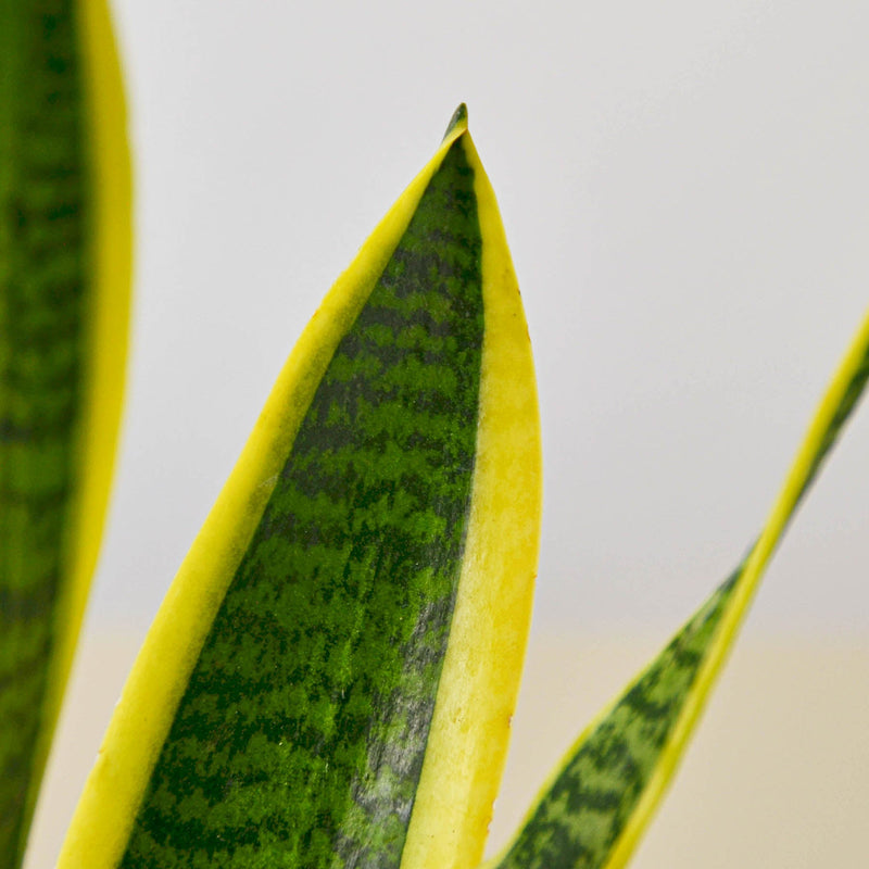 Load image into Gallery viewer, Snake Plant 'Laurentii'
