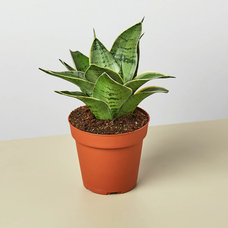 Load image into Gallery viewer, Snake Plant 'Starlight'
