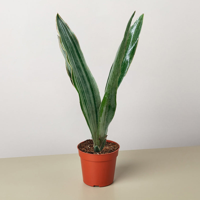Load image into Gallery viewer, Snake Plant 'Sayuri'
