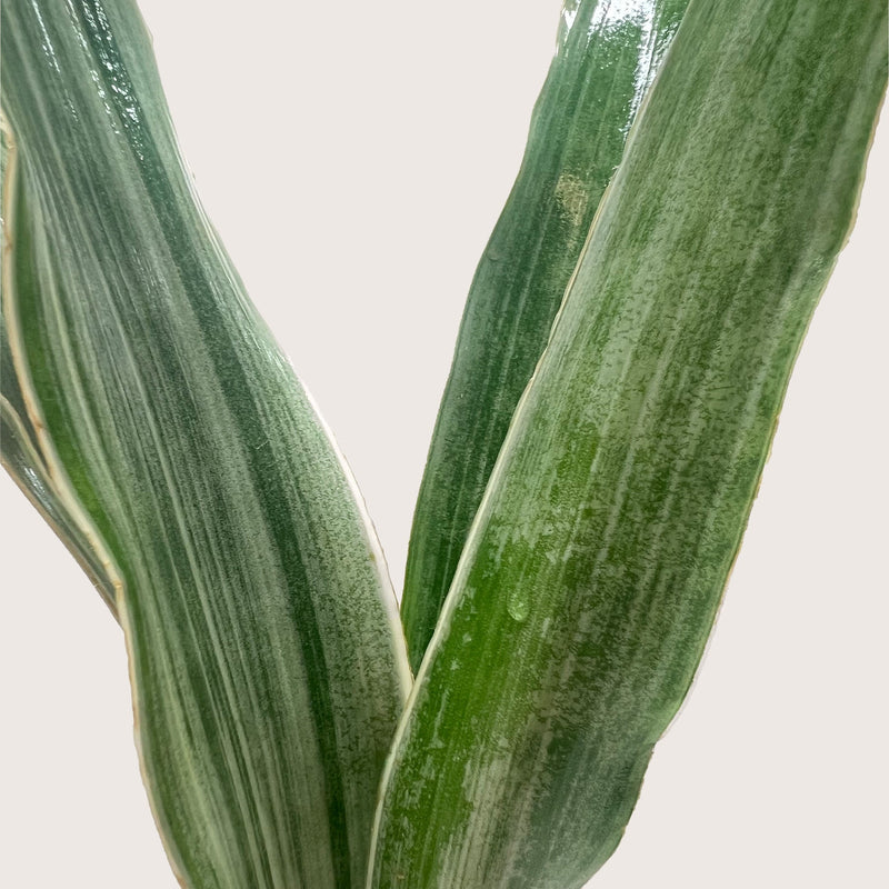 Load image into Gallery viewer, Snake Plant 'Sayuri'
