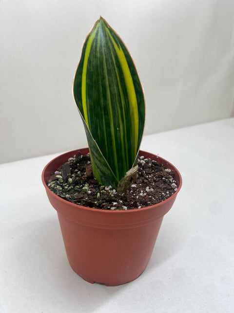 Variegated Shark Fin Snake Plant, additional product view 2