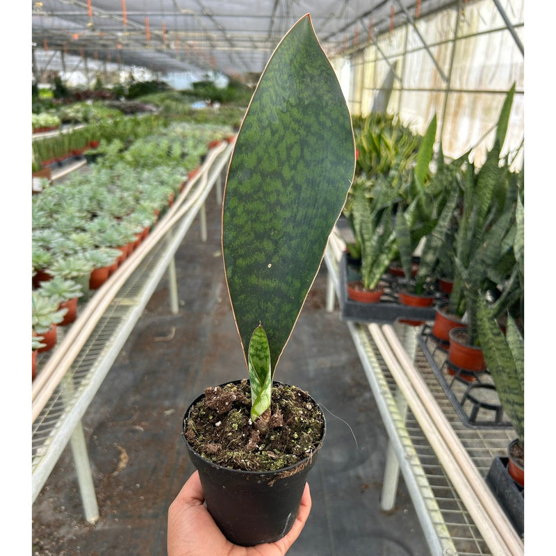 Load image into Gallery viewer, Shark Fin Snake Plant
