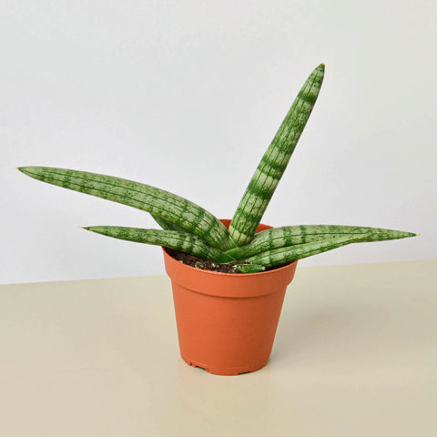 Snake Plant Starfish