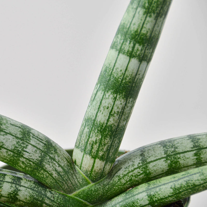 Load image into Gallery viewer, Snake Plant 'Starfish'
