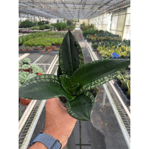 Snake Plant 'Whitney', additional product view 2