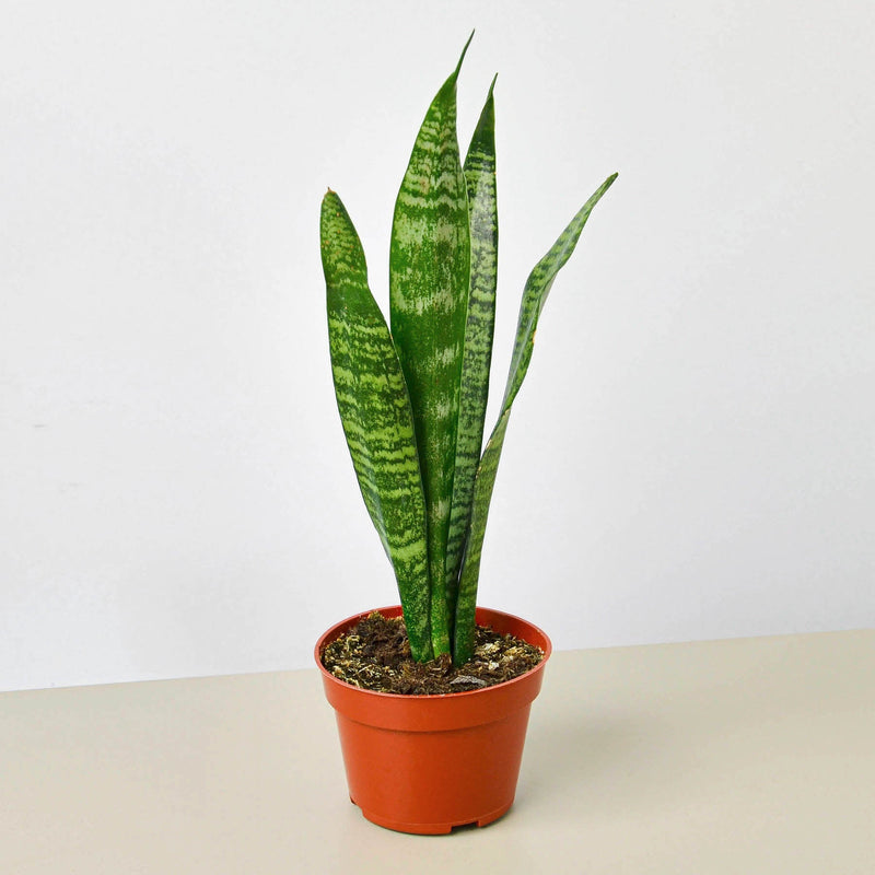 Load image into Gallery viewer, Snake Plant 'Zeylanica'
