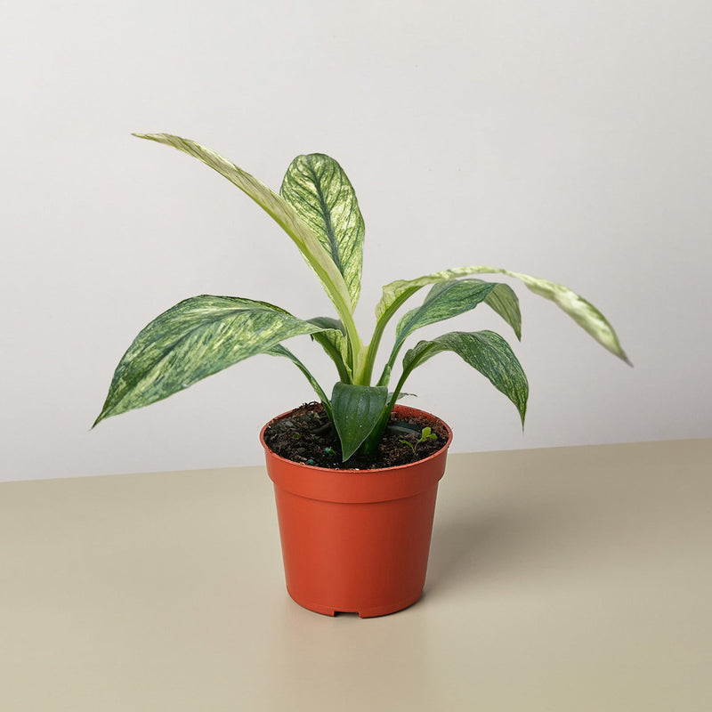 Load image into Gallery viewer, Spathiphyllum Jessica
