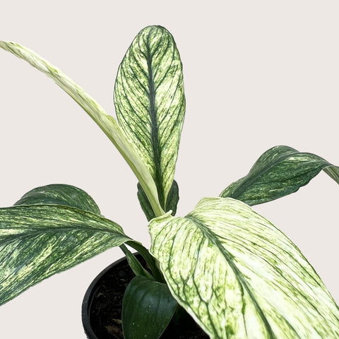 Spathiphyllum Jessica, additional product view 2