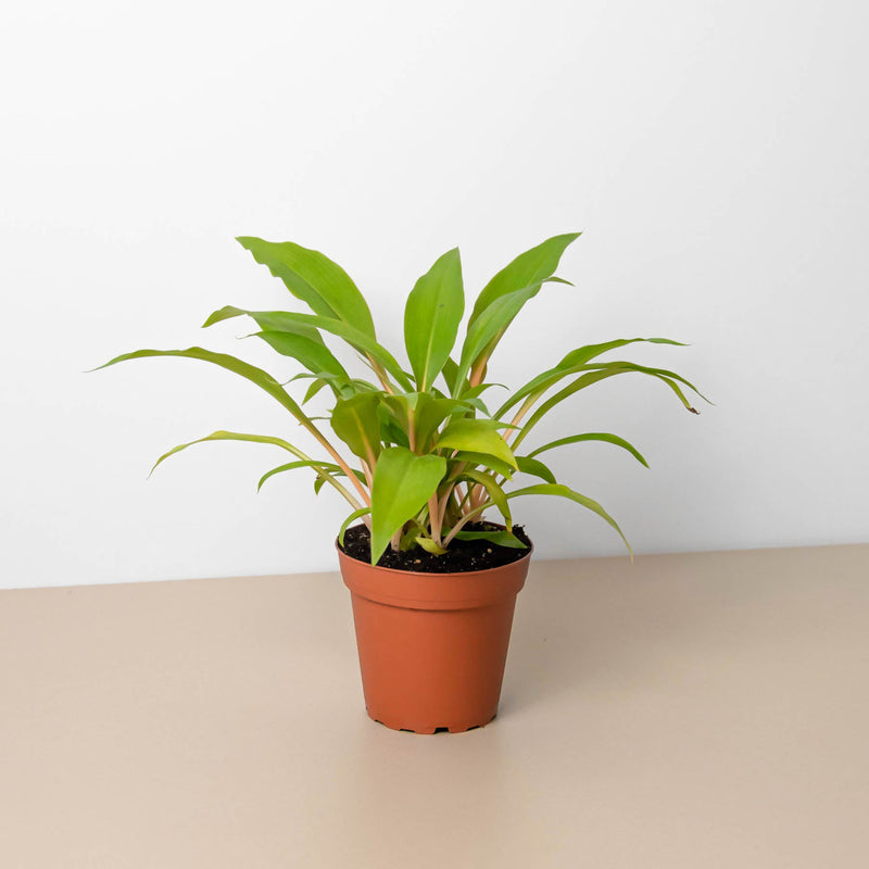 Load image into Gallery viewer, Spider Plant 'Fire Flash'
