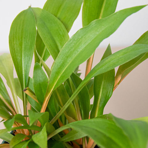 Spider Plant 'Fire Flash', additional product view 2