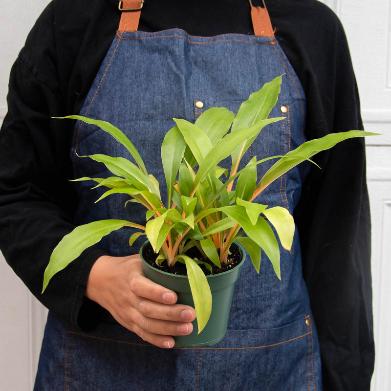 Load image into Gallery viewer, Spider Plant 'Fire Flash'
