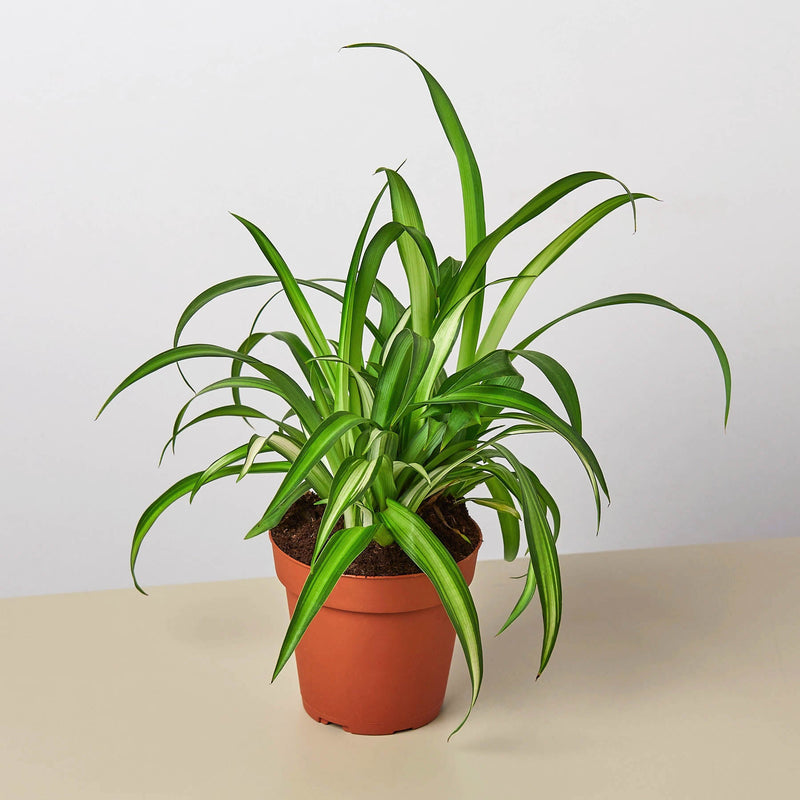 Load image into Gallery viewer, Spider Plant 'Hawaiian'
