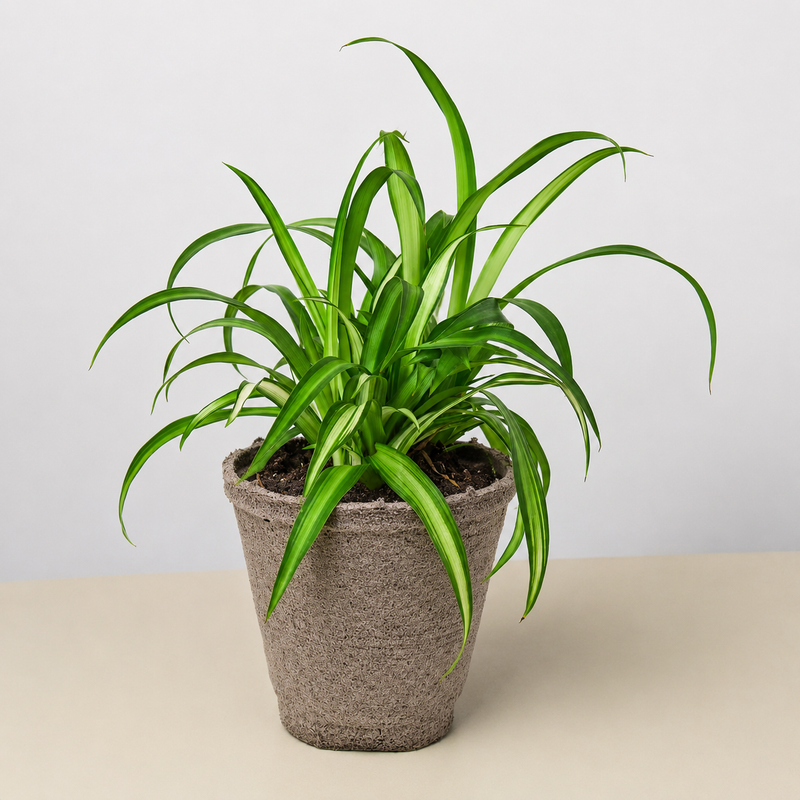 Load image into Gallery viewer, Spider Plant 'Hawaiian'
