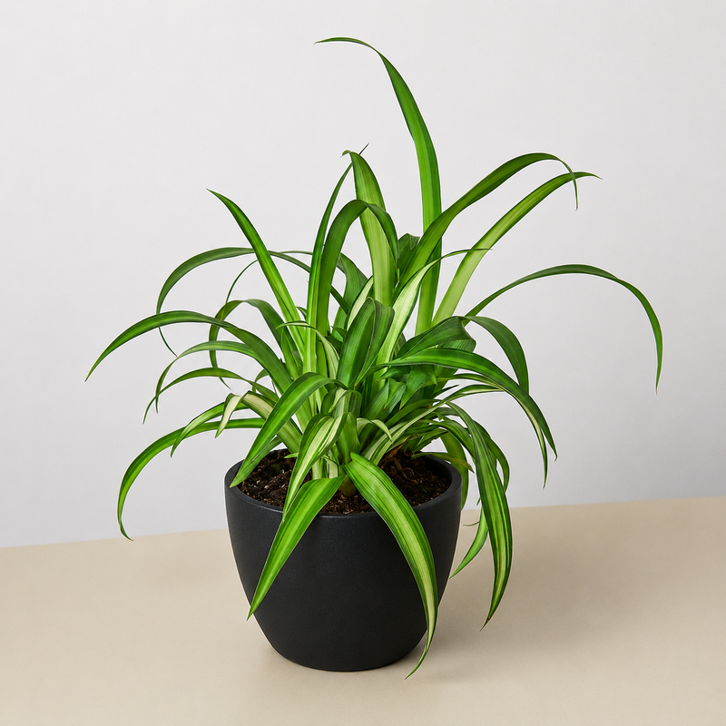 Load image into Gallery viewer, Spider Plant 'Hawaiian'
