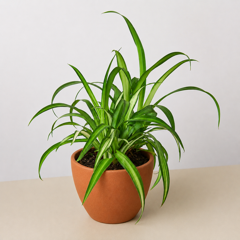 Load image into Gallery viewer, Spider Plant 'Hawaiian'
