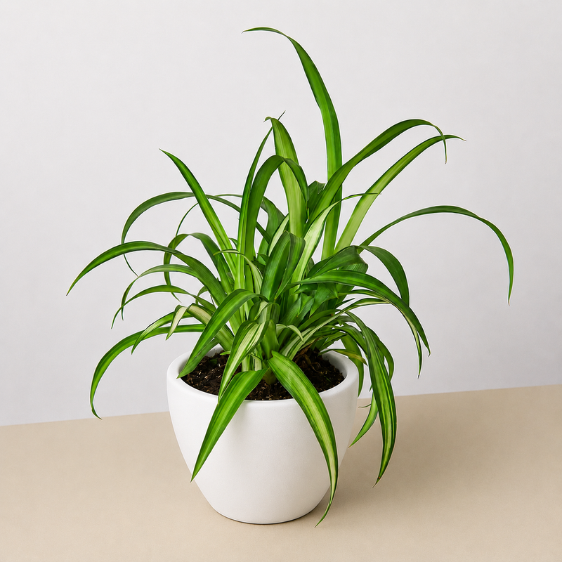 Load image into Gallery viewer, Spider Plant 'Hawaiian'
