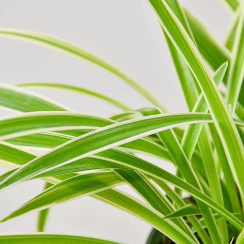 Spider Plant 'Reverse', additional product view 2