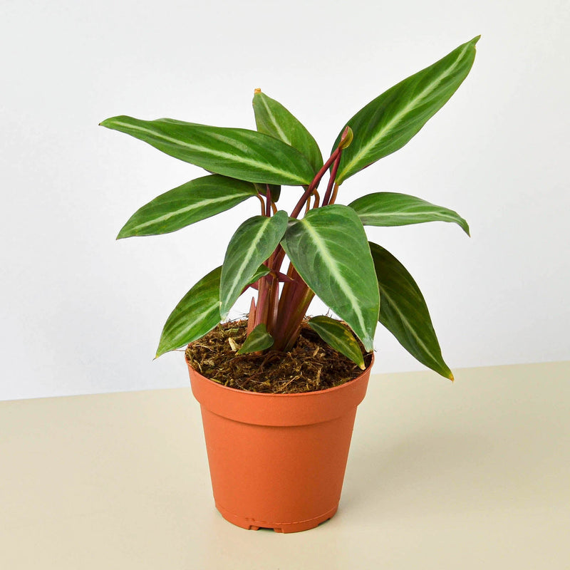 Load image into Gallery viewer, Stromanthe 'Sanguinea'

