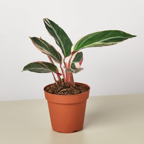 Stromanthe Triostar
