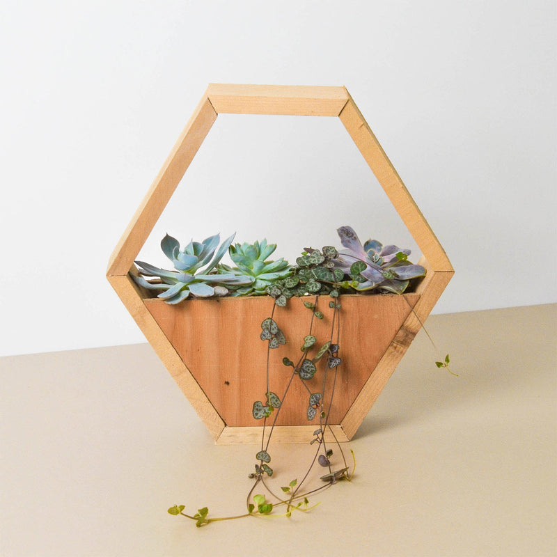 Load image into Gallery viewer, 4" Succulent Variety - Hexagarden Pot
