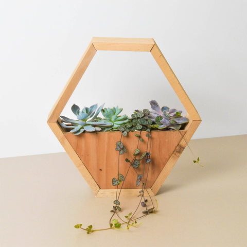 4-inch succulent variety in hexagarden pot