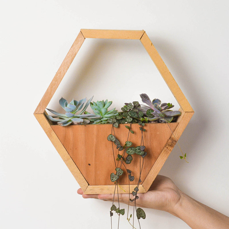 Load image into Gallery viewer, 4" Succulent Variety - Hexagarden Pot
