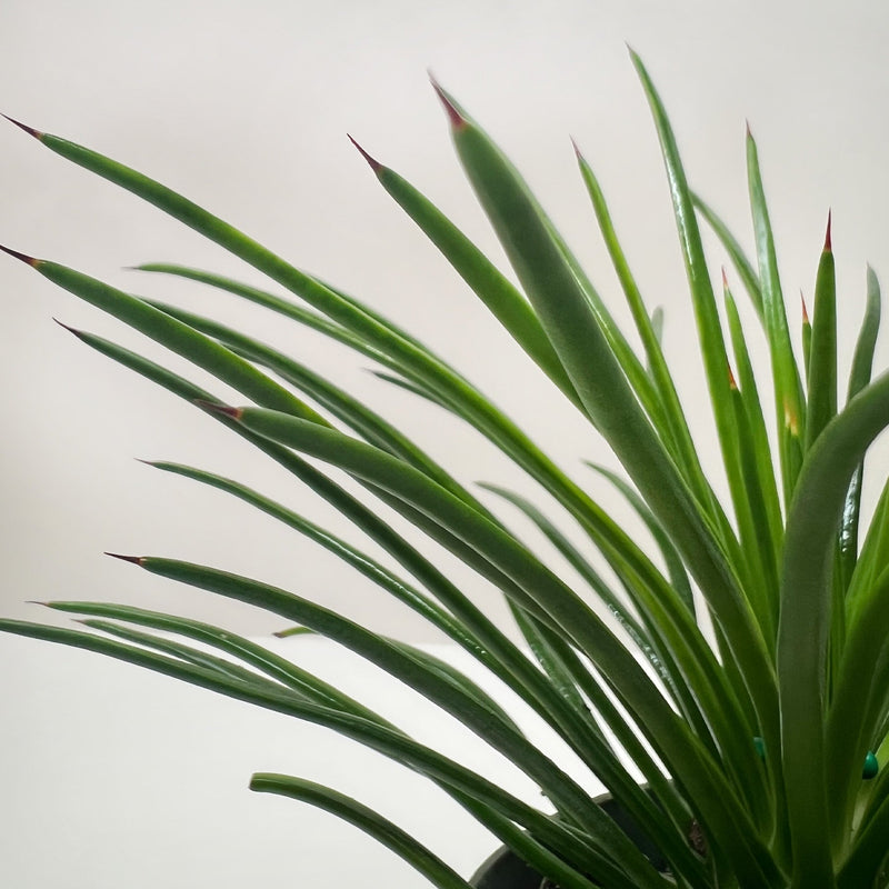 Load image into Gallery viewer, Succulent Agave Twin Flower
