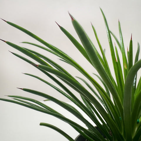 Succulent Agave Twin Flower, additional product view 2