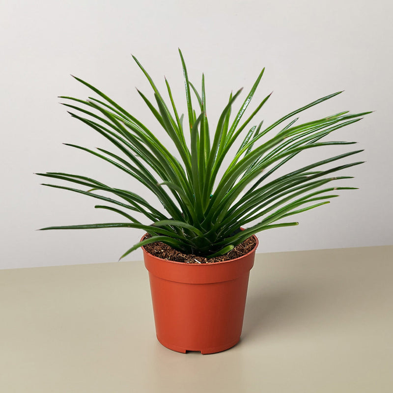 Load image into Gallery viewer, Succulent Agave Twin Flower
