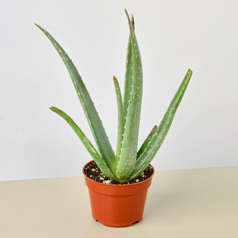 Aloe Vera plant