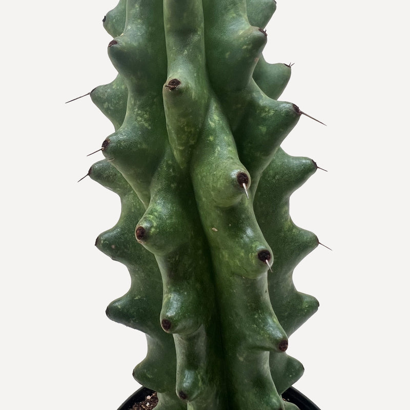 Load image into Gallery viewer, Succulent Cactus Ghost White Boobie
