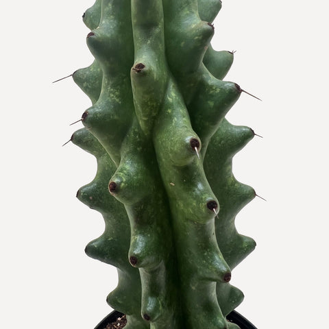 Succulent Cactus Ghost White Boobie, additional product view 2