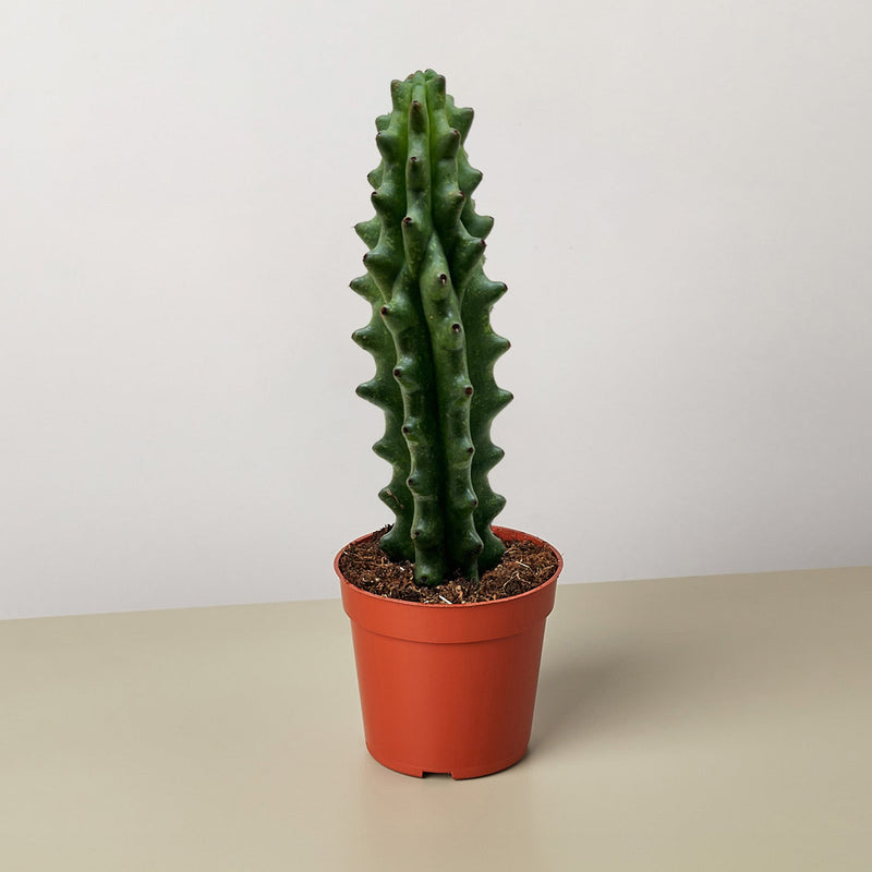 Load image into Gallery viewer, Succulent Cactus Ghost White Boobie
