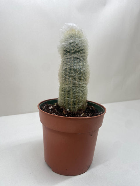 Cactus Old Man