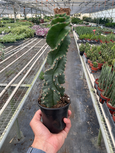 Cereus forbesii 'Spiralis', additional product view 2