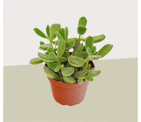 Succulent Cotyledon Bear Paw